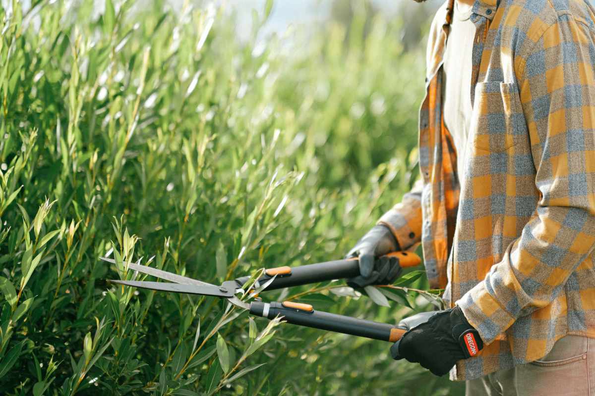 Mann schneidet eine Hecke mit der Heckenschere