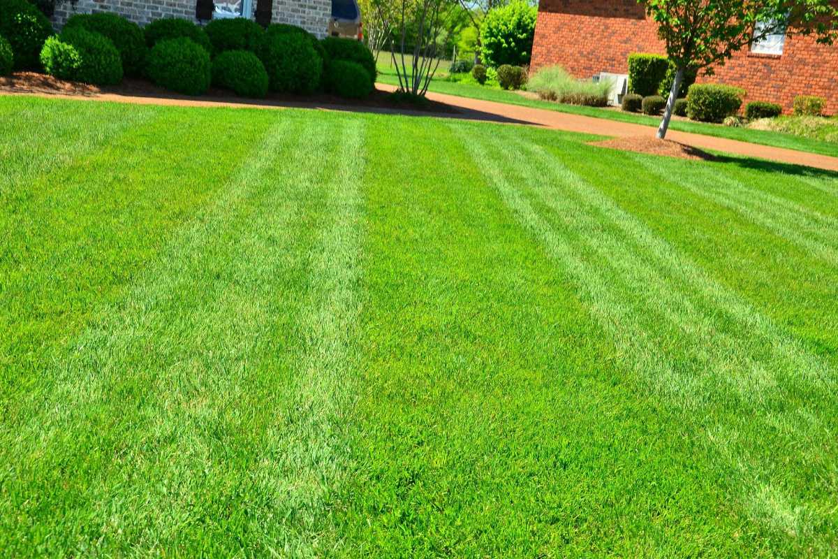 Mann bedient einen roten Minibagger und bewegt Erde auf einer Gartenfläche.
