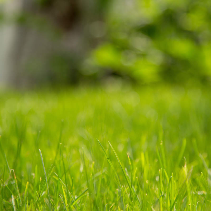 Rasen in einem Garten