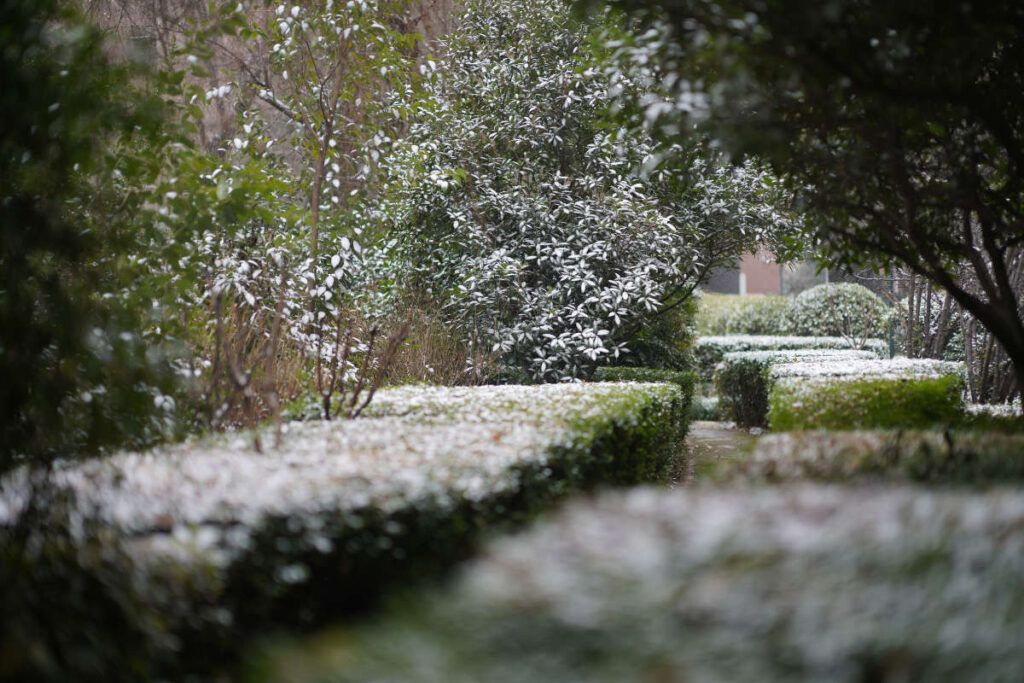 Grüne Hecke im Winter